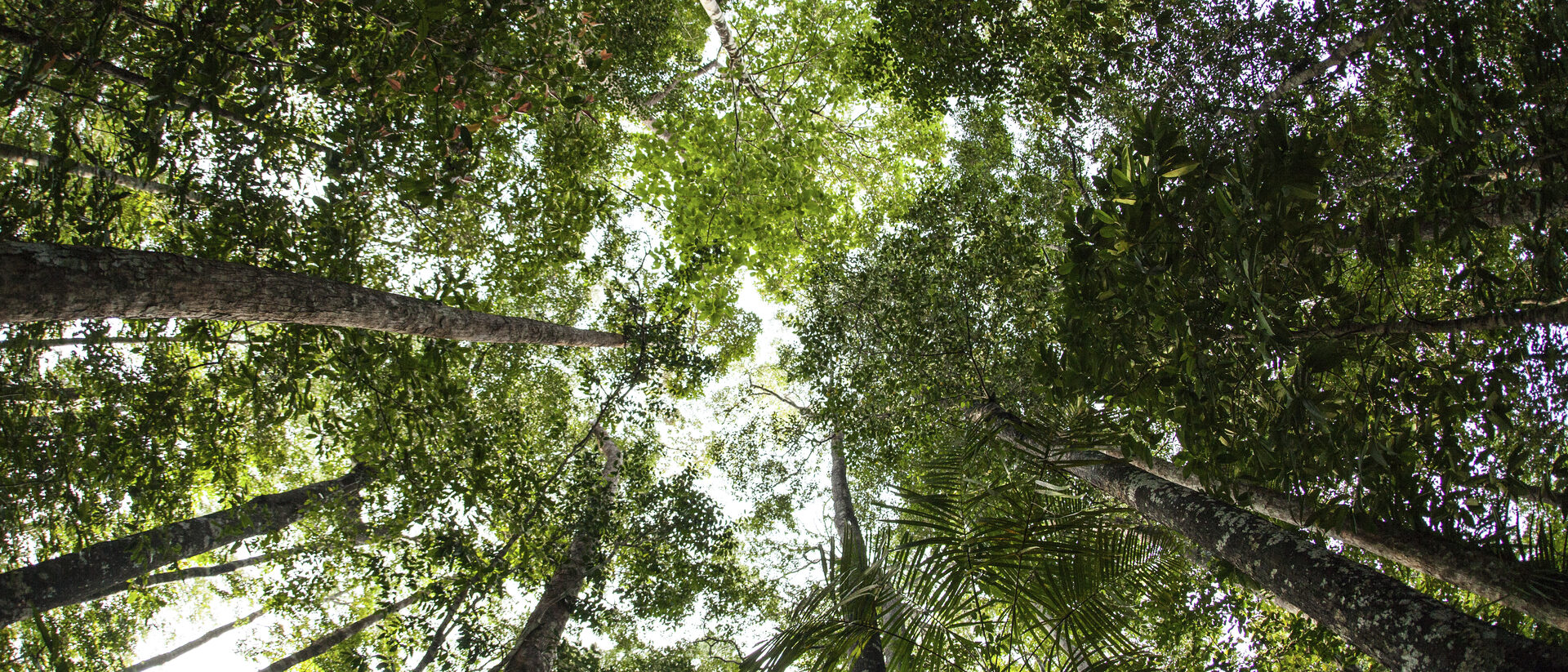 Sunlight filtering through a dense forest canopy